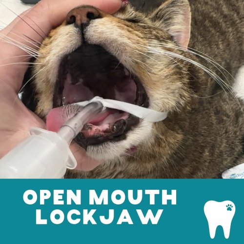 Carousel post from toothy.thomson.