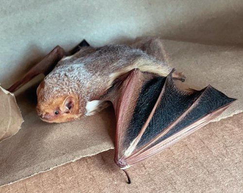 Photo post from phoenixwildlifecenter.