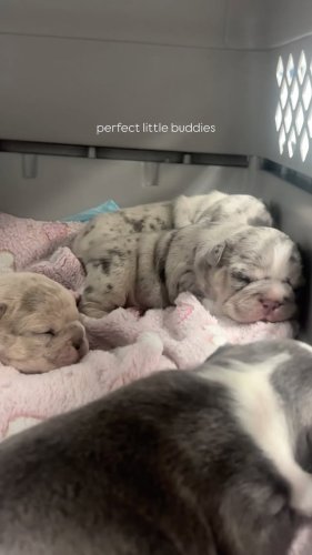 Video post from familyanimalhospitalcm.