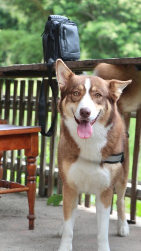 Video post from currumbinvalleyharvest.
