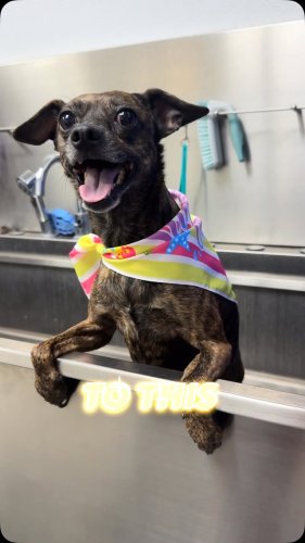 Video post from familyanimalhospitalcm.