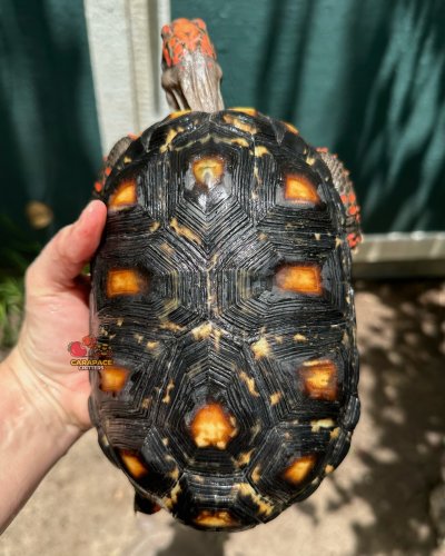 Carousel post from carapacecritters.