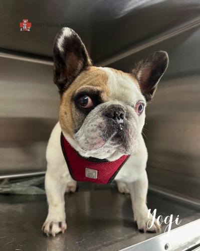 Photo post from familyanimalhospitalcm.