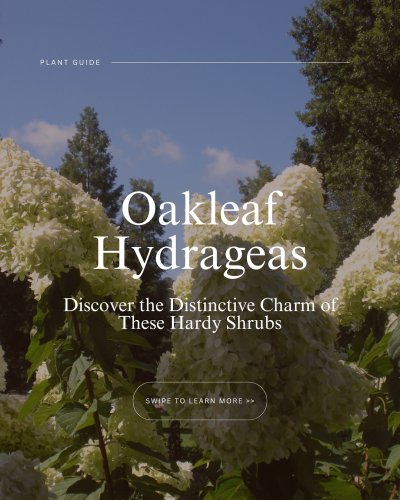 Carousel post from waysidegardens.