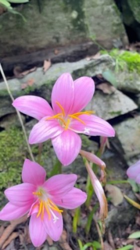 Video post from purkinje_crazyforplants.
