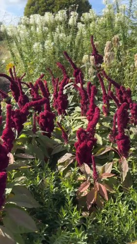 Video post from sussexprairies.