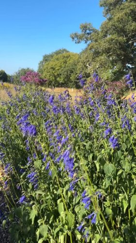 Video post from sussexprairies.