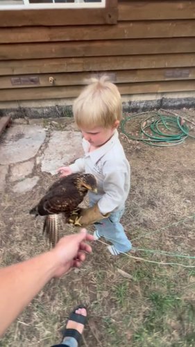 Video post from desertkingsfalconry.