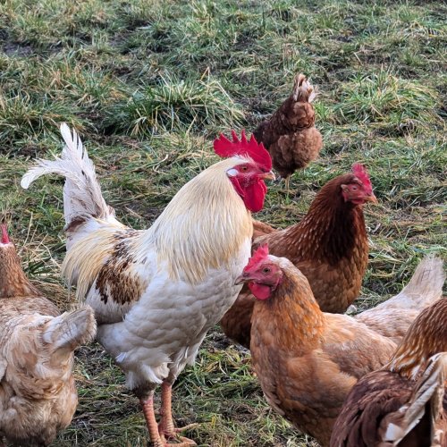 Photo post from hungryhollowfarm.