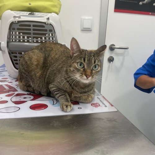 Carousel post from clinica_veterinaria_dourosul.