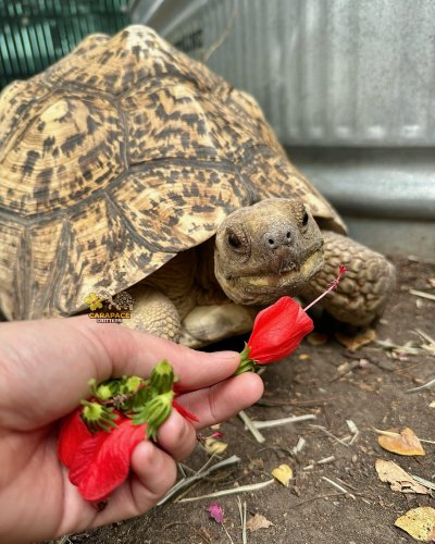 Carousel post from carapacecritters.