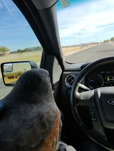 Video post from desertkingsfalconry.