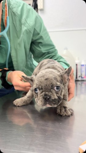 Video post from familyanimalhospitalcm.