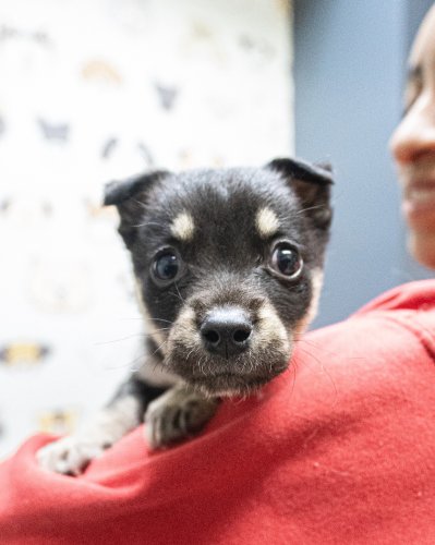 Photo post from medicalpettj.