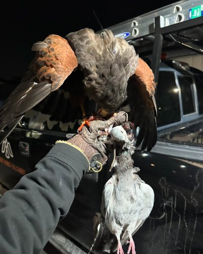 Photo post from desertkingsfalconry.