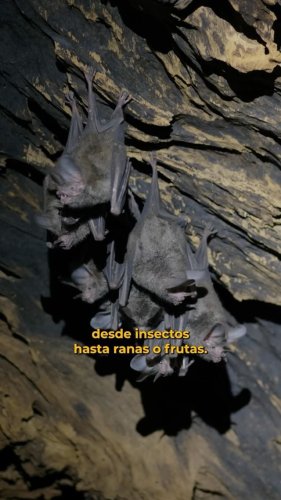 Video post from osaconservation.