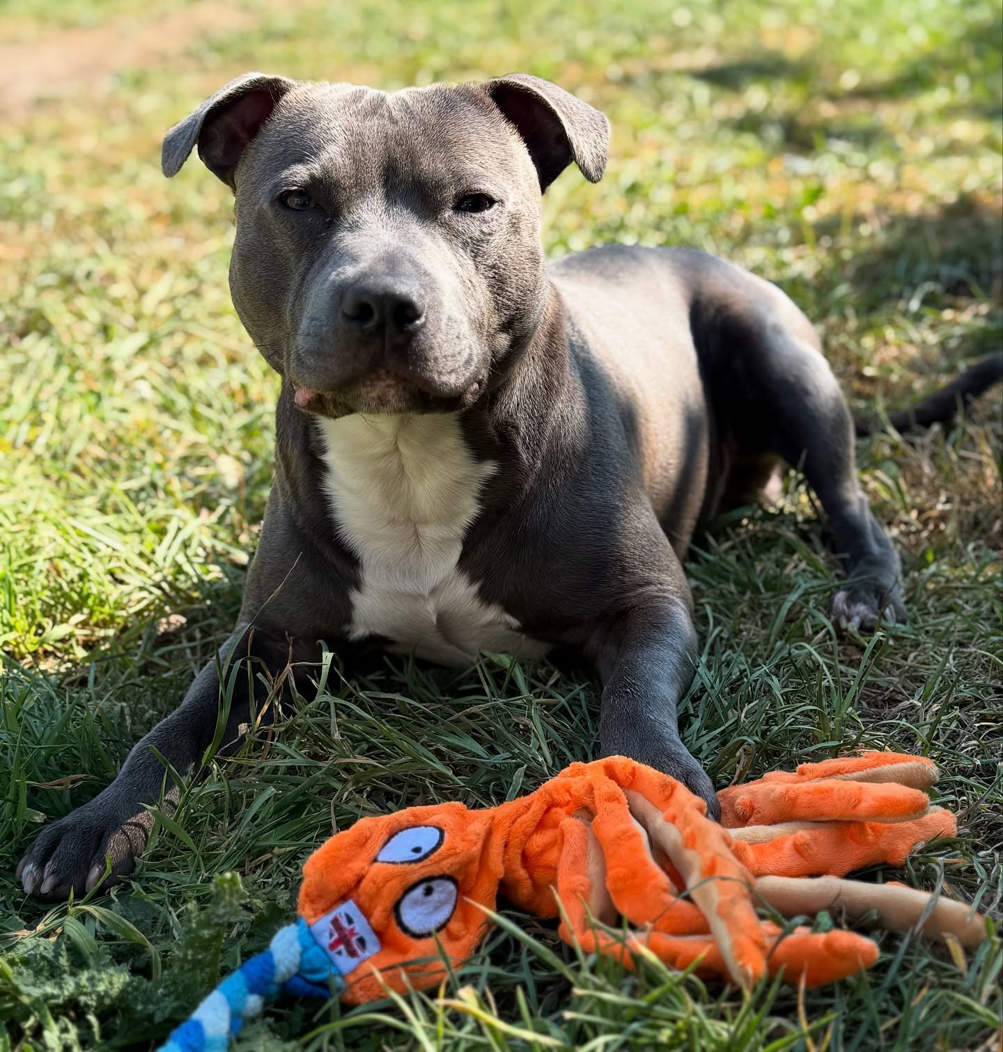 Photo post from ronnie_baby.staffy.