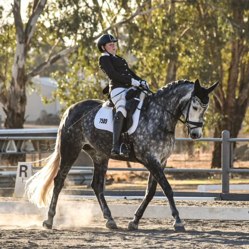 Photo post from bareequestrian.