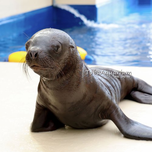 鳥羽水族館 公式サイト