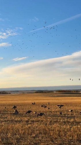 Video post from northernskiesoutfitters.