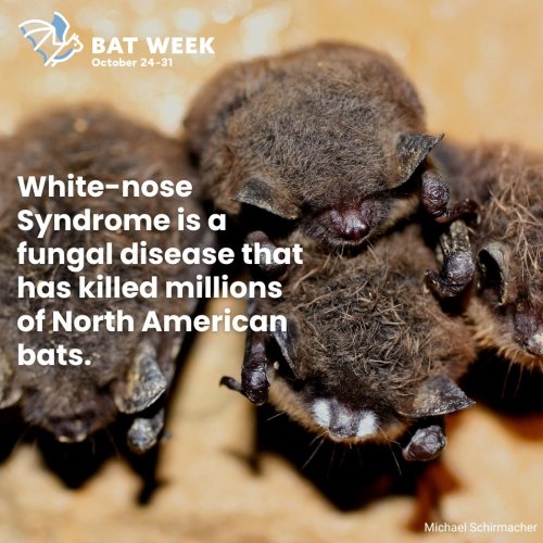 Photo post from batweek.