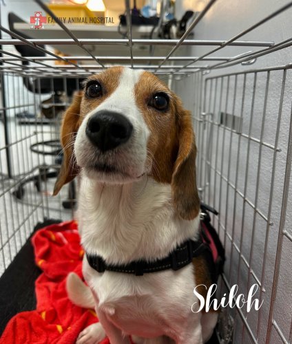 Photo post from familyanimalhospitalcm.