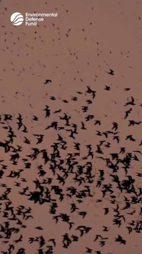 Video post from environmental_defense_fund.