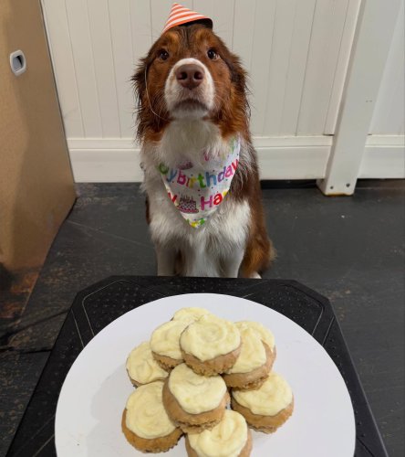 Carousel post from k9playtimedoggydaycare.