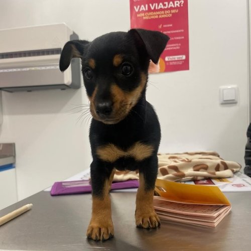 Photo post from clinica_veterinaria_dourosul.