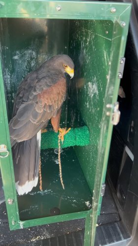Video post from desertkingsfalconry.