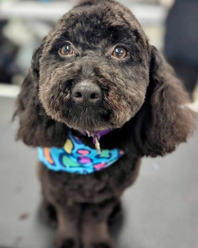 Carousel post from k9playtimedoggydaycare.