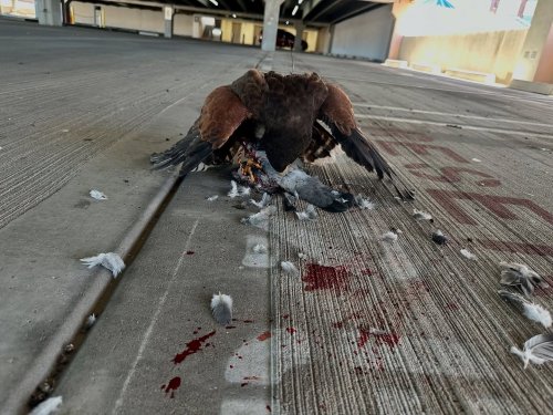 Photo post from desertkingsfalconry.