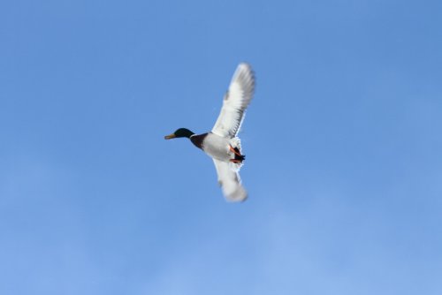 Carousel post from northernskiesoutfitters.