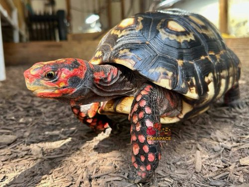 Photo post from carapacecritters.