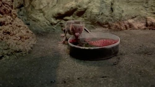Video post from denverzoo.