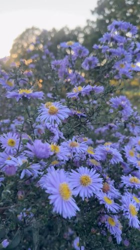 Video post from sussexprairies.