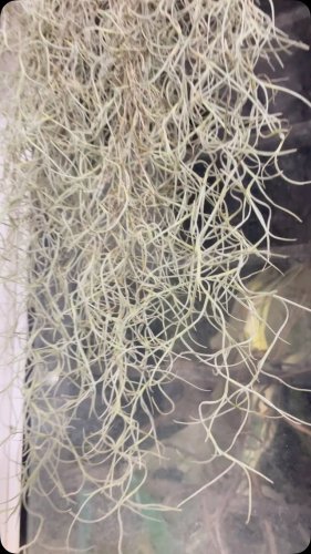 Video post from purkinje_crazyforplants.