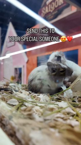 Video post from njexoticpets.