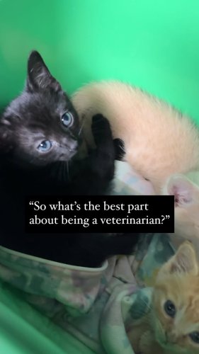 Video post from familyanimalhospitalcm.