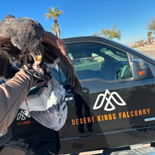 Photo post from desertkingsfalconry.