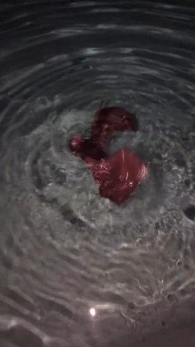 Video post from bat_societys.
