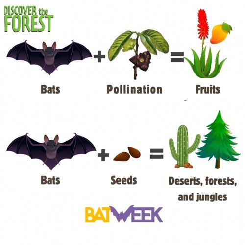Photo post from discovertheforest.
