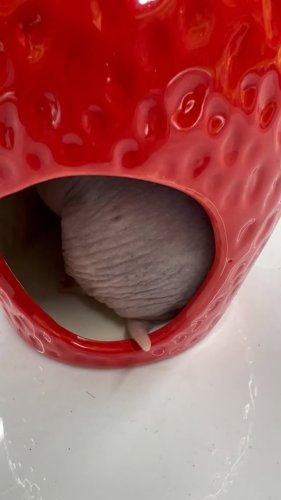 Video post from njexoticpets.