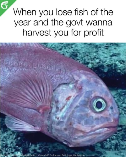 Carousel post from nzgreenparty.