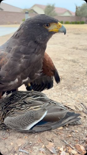 Video post from desertkingsfalconry.
