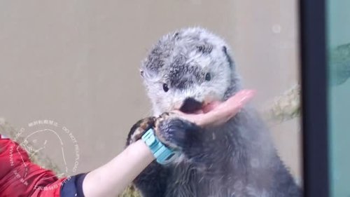 Video post from nanami_racco.