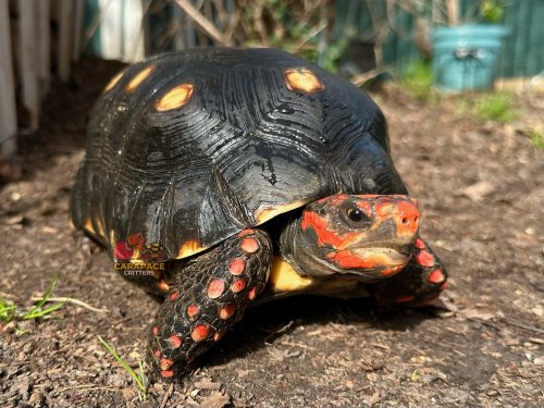 Carousel post from carapacecritters.