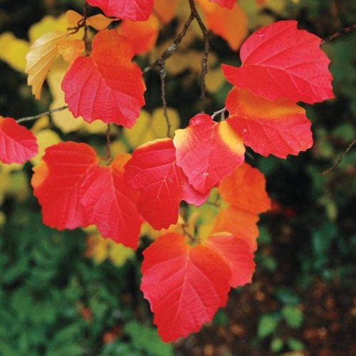 Photo post from backyardgardener.