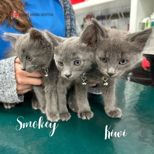 Photo post from familyanimalhospitalcm.