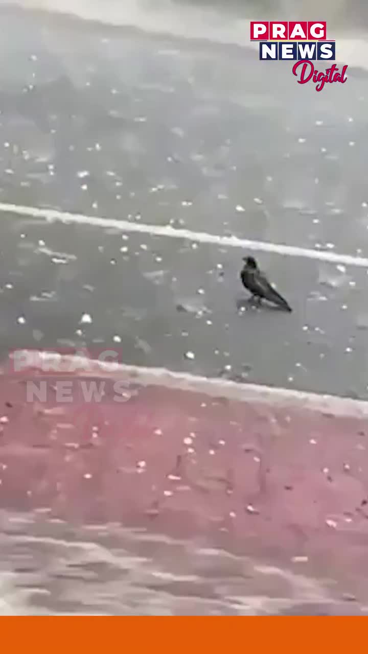 Video post from pragnewsofficial.